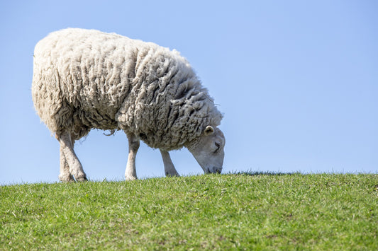 Why to Wear Merino Wool?
