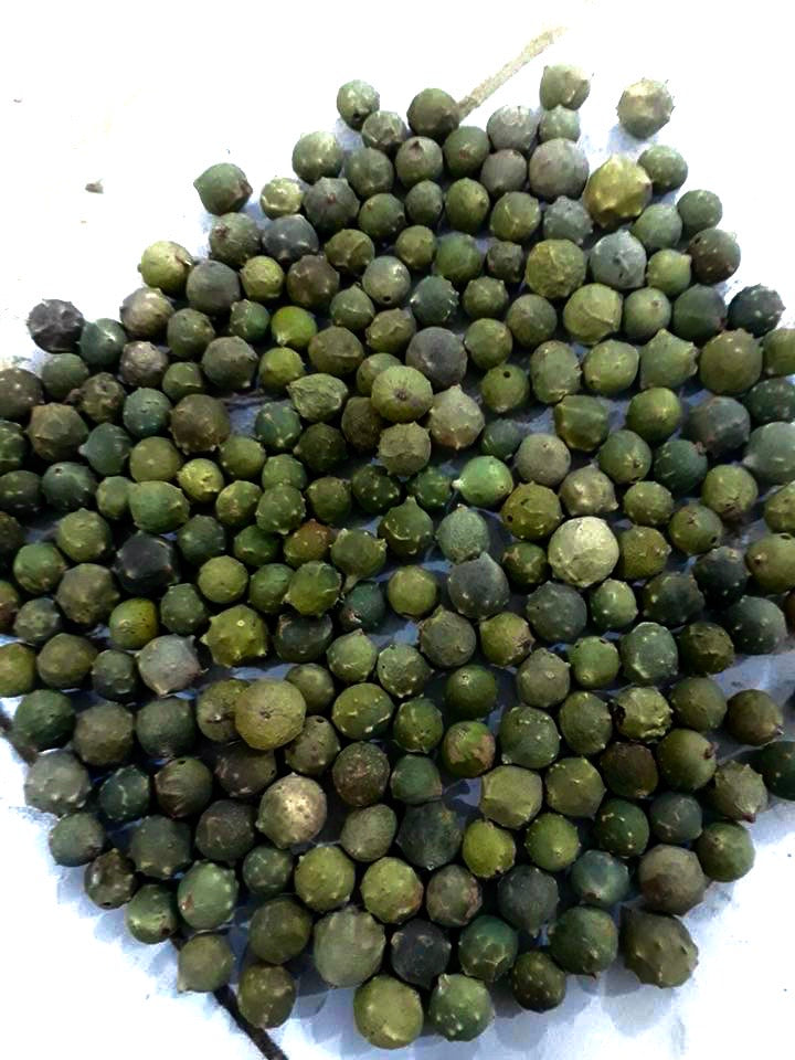 Eichengallenpulver Tannin | Grün