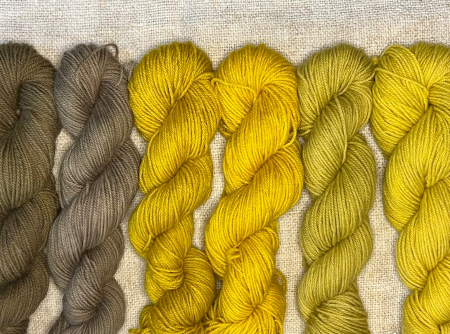 Buckthorn dye color results: golden yellow with alum and olive tones with iron modifier